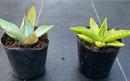 アガベ グアダラハラナ ＆ アガベ sp. ピロン クバ 各1株 Agave guadalajarana ＆ Agave sp pilon kuba 長与町/アグリューム[EAI202] 