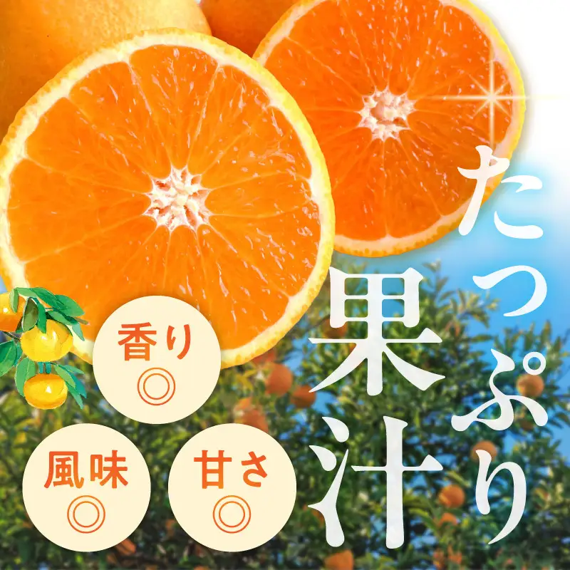 【2027年先行予約】清見オレンジ 約6kg 湯浅町田村産 春みかん （果実サイズおまかせ）/ 紀伊国屋文左衛門本舗_V7307
