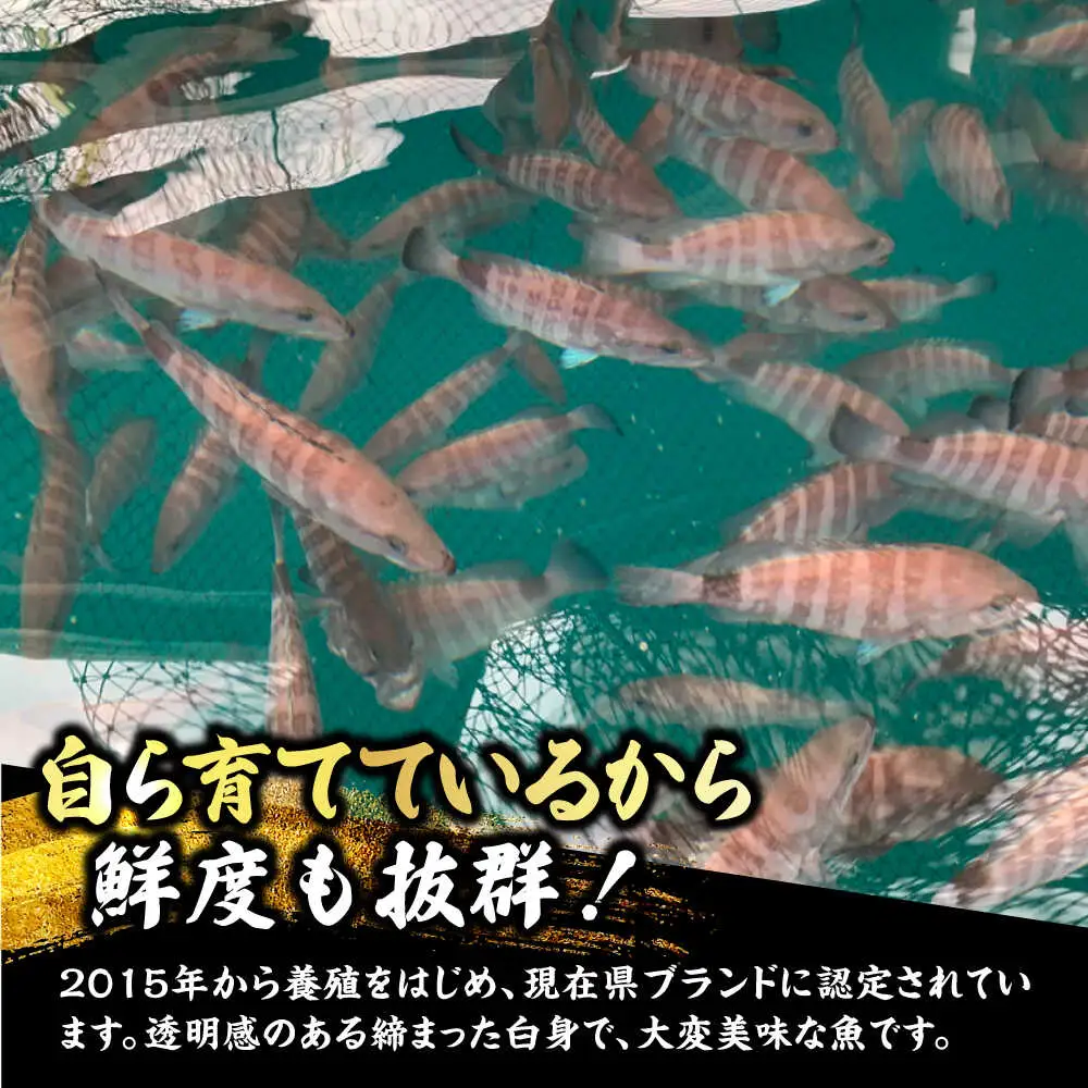 【着日指定可能】【冷蔵でお届け】若狭まはた刺身と姿煮のセット2人前   小浜市 / 若狭ふぐの宿 下亟 【配送不可地域：北海道・沖縄・離島】  [BFAF018] 