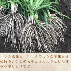 先行予約[2026年12月発送] 根ニラ 龍神様のひげ 1,500g(100g×15袋) すわファーム 野菜 [91-02]