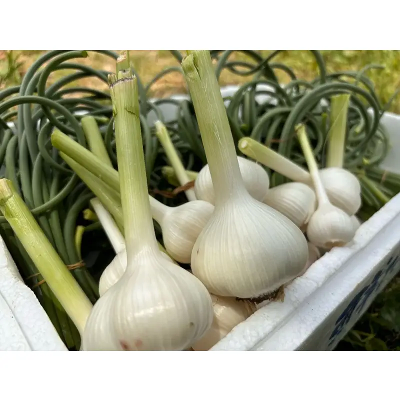 にんにくの芽みそ 120g×3本（自然栽培のにんにくシリーズ）【むなかたひかり】_HA1553