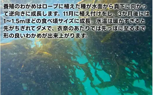 紀州衣奈産乾燥わかめ 150g×4パック（2027年産）【sml213-wak-4B】