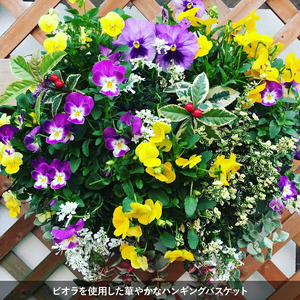 【全2回定期便】 【オンライン決済限定】 花 ハンギングバスケット 寄せ植え 生花 自然 お花 植物 フラワー ギフト ガーデニング 飾り 庭 ベランダ 壁掛け 贈り物 おすすめ オススメ 静岡県 藤枝市 |    