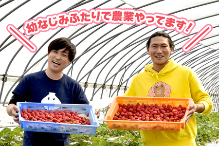 [先行予約] 大粒とちあいか 大箱入り 30粒から36粒入り[2026年12月中旬より順次発送] [0647]