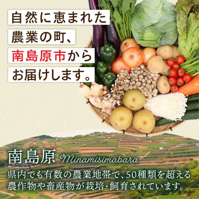 【3回定期便】野菜定期便15品目以上 吉岡青果[SCZ023] 野菜定期便