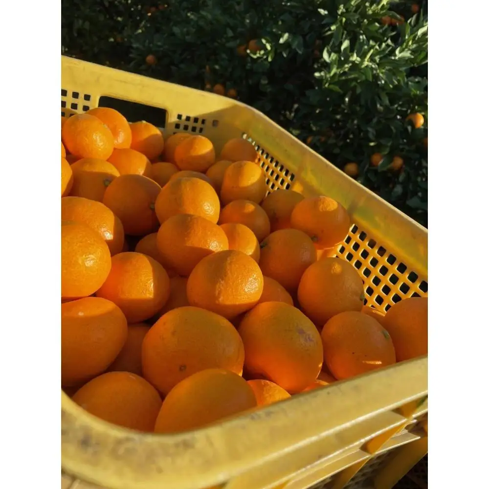 樹上完熟早生みかん 約3kg SS～Lいずれか 山下農園
