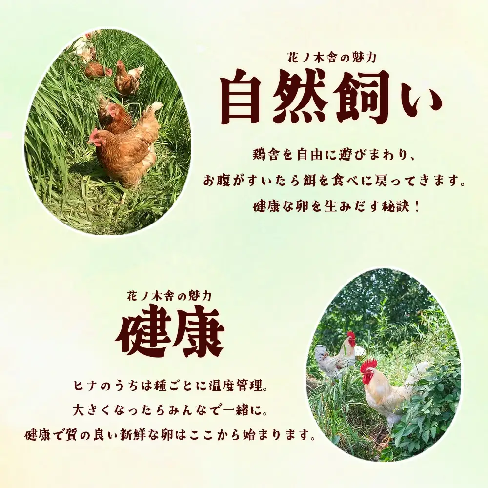 自然飼い　純国産鶏「もみじ」卵　40個入　（Mサイズ）　【04209-0235】　たまご