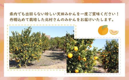 先行予約【2026年11月下旬より発送】濃厚温州みかんご家庭用7.5kg（和歌山天田みかん）みかんの産地和歌山　北村農園直送