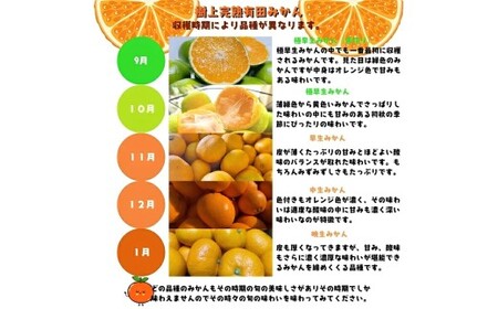 【1月発送】有田育ちの完熟有田みかん 家庭用 サイズ混合(2S～2L)　約3.2kg(3kg+200g)【ard194D-01】
