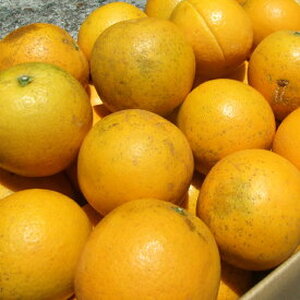 バレンシアオレンジ [約7kg] 湯浅町田村産 (無選別・果実サイズ混合・ご家庭用) 春みかん / 紀伊国屋文左衛門本舗_V7079
