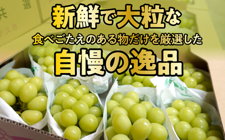 ＜2026年発送先行予約＞★TBSテレビ系列「ひるおび」で取り上げられました！★シャインマスカット 約1.2kg×2セット（2.4kg） ALPAA047 | JA南アルプス 大容量 おすすめ 厳選 |