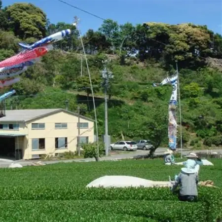 掛川の小さな茶農家直送　農業遺産茶草場実践工場　 深蒸し掛川茶『うぐいす』80g×5袋【配送不可地域：離島・沖縄県】【1585036】