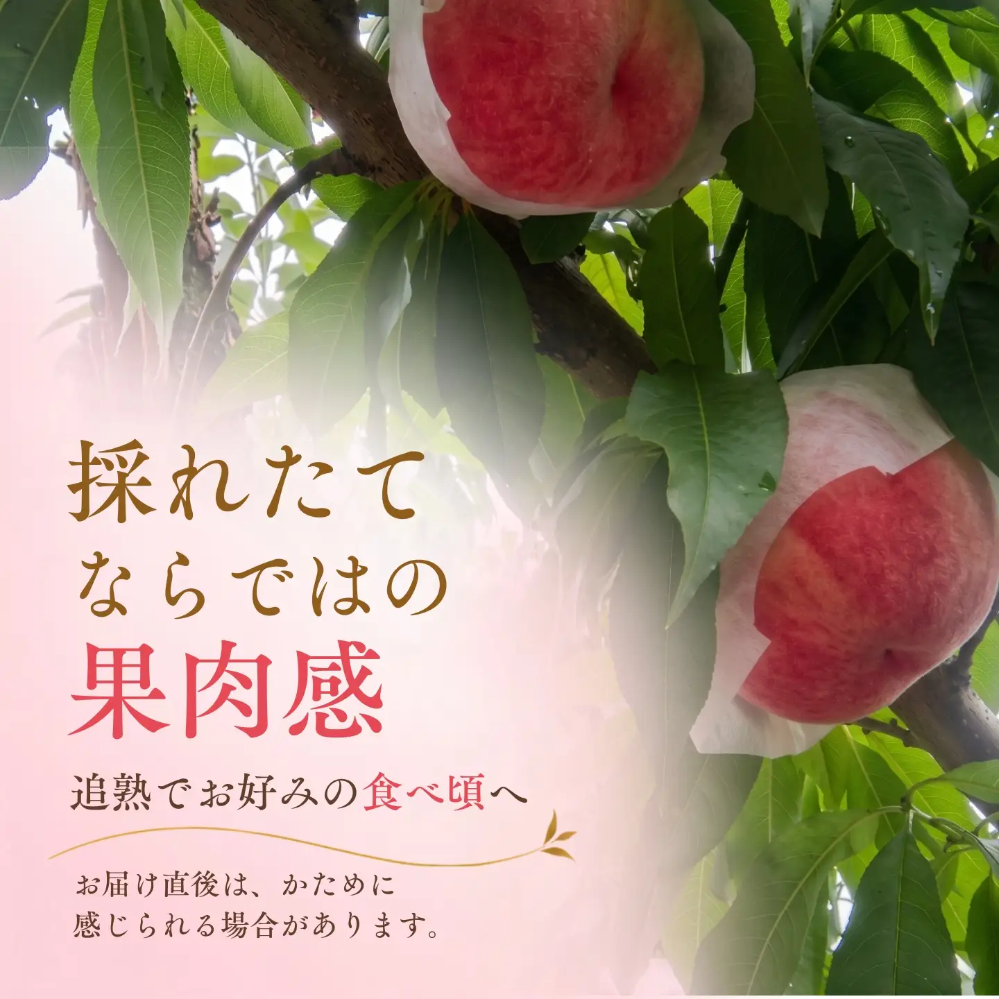 【2027年発送】山梨の桃 約2kg  桃