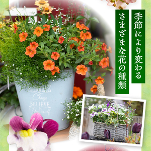 花 【10月頃から発送】【お手軽ガーデニング】季節の寄せ植え（風の丘ガーデン） 