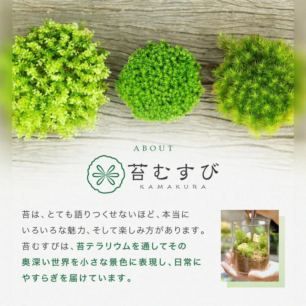 《苔テラリウム・コケリウム》鎌倉のやぐら地蔵＿シリンダーS