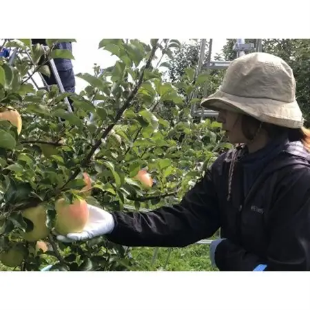 サンふじ＆ぐんま名月【家庭用】約5キロ　農家直送　青森りんご_果物・フルーツ りんご  リンゴ 林檎_【1568470】