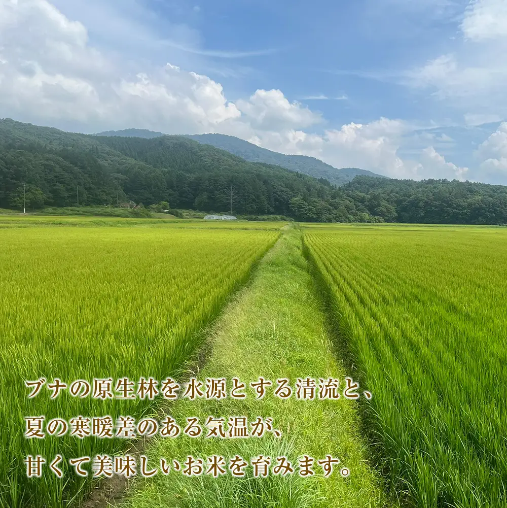 『定期便』全3回 ミルキークイーン 精米 5kg 八幡高原米 風のあしあと ぶなの里 毎月届く定期便 米どころ北広島町のおいしいお米_BU082_001s3