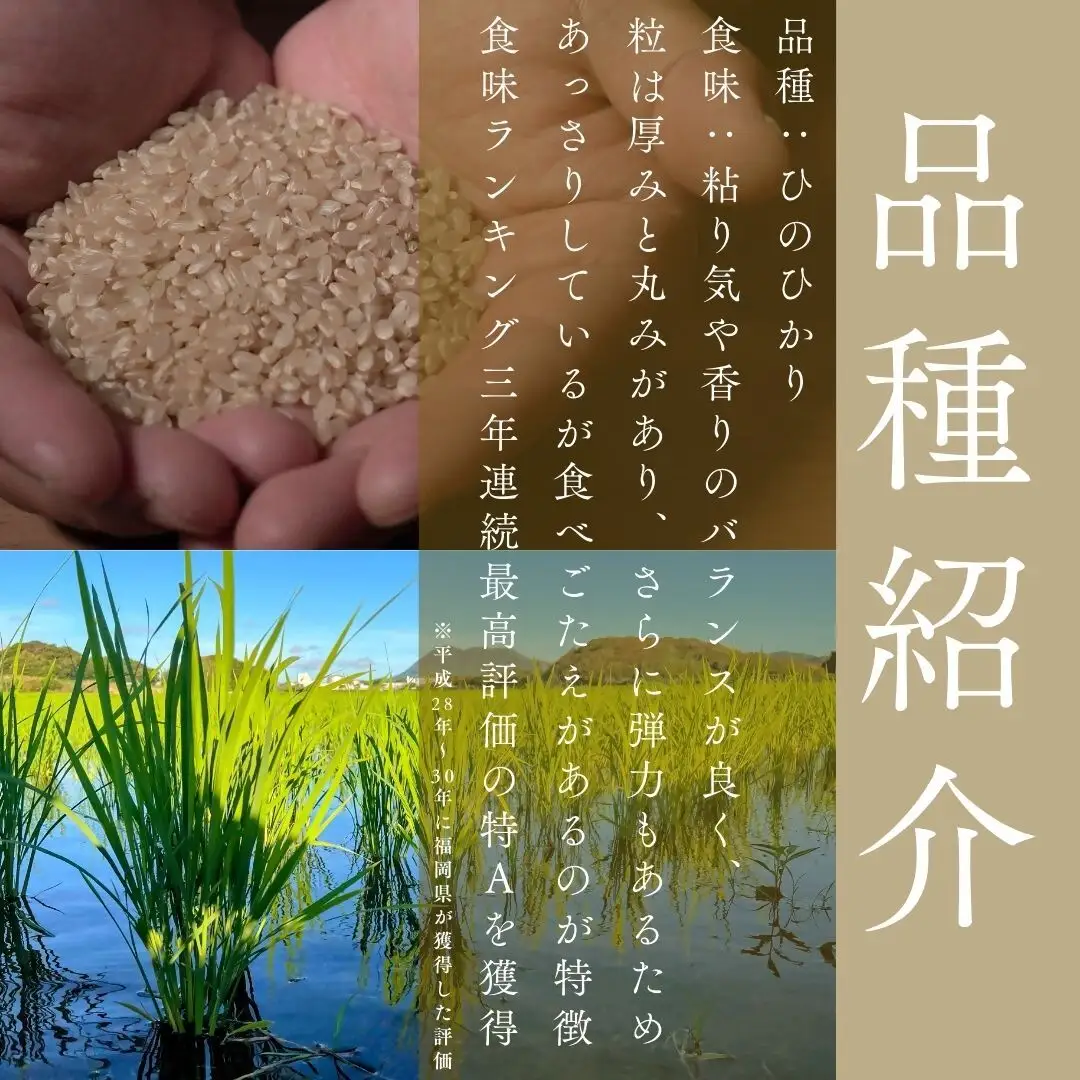 令和8年産 新米予約受付！自然栽培米ひのひかり5kg〈栽培期間中農薬・肥料不使用〉【ほのわ】_HA1609