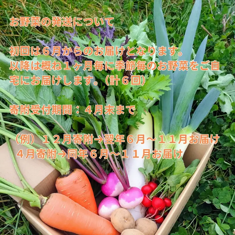 【2027年6月上旬～11月下旬迄発送・定期便6回】信州 朝採れ 旬の高原野菜セット おまかせ7種 (北海道・沖縄県・離島は配送不可) 長野県 佐久市 栽培期間中農薬不使用 産地直送 季節 旬彩 先行予約 農家 農園
