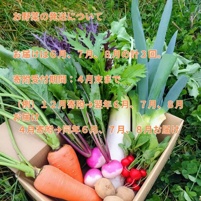 【2027年6月上旬～8月下旬迄発送・定期便3回】信州 朝採れ 旬の高原野菜セット おまかせ7種 (北海道・沖縄県・離島は配送不可) 長野県 佐久市 栽培期間中農薬不使用 産地直送 季節 旬彩 先行予約 農家 農園