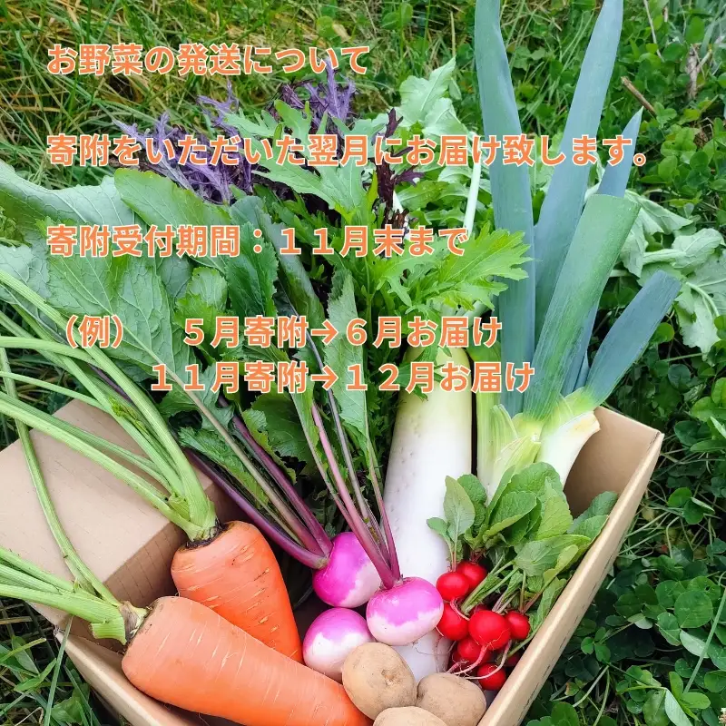 【産地直送・新鮮】朝採れおまかせ旬の高原野菜 7種セット (出荷時期 : 2026年6月～12月／北海道・沖縄県・離島は配送不可) 　|  信州 栽培期間中 無農薬  産直 季節 旬  岩渕なないろ農園 旬彩