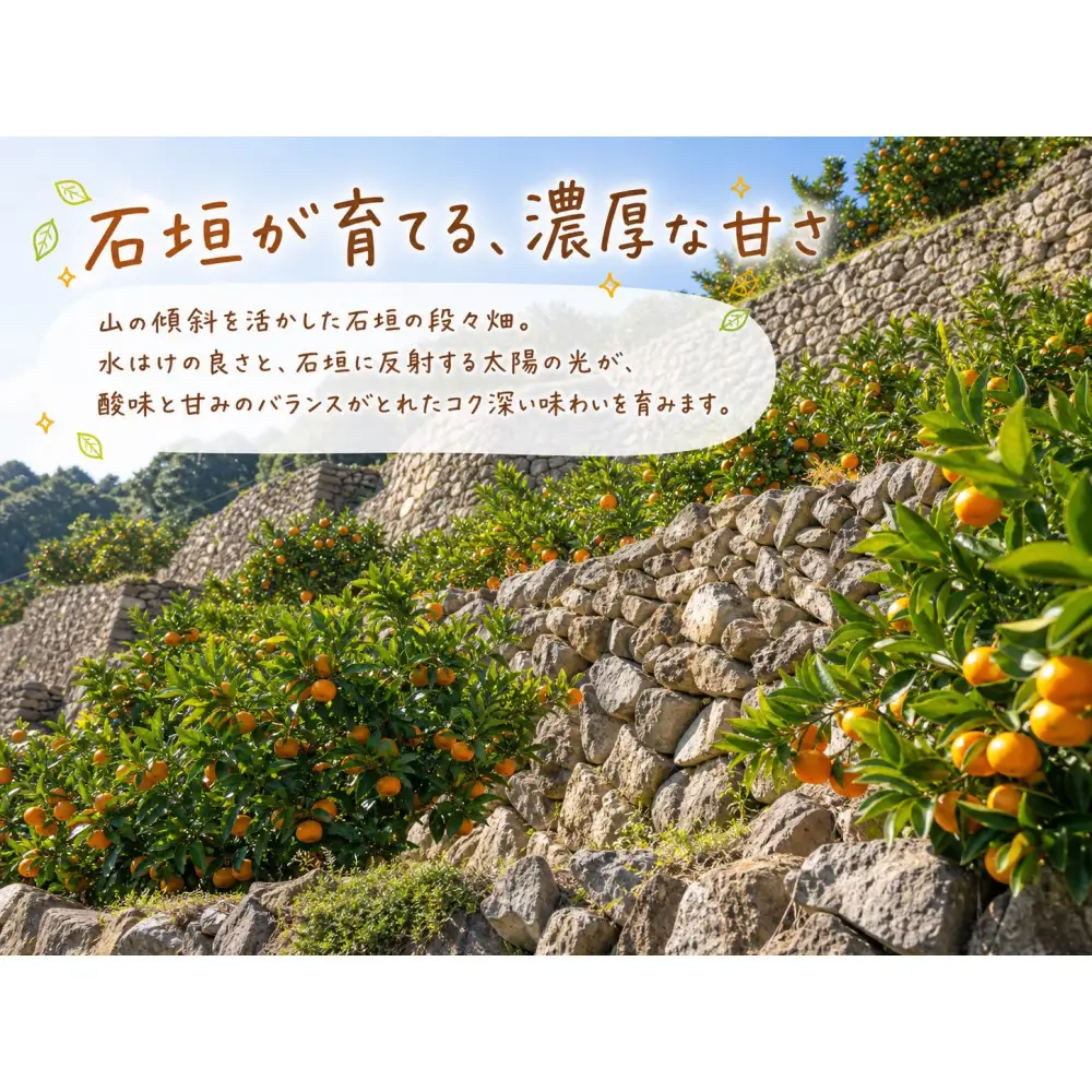 有田の小粒みかん 約5kg (S～3Sサイズ混合)［2026年11月下旬以降発送］［先行予約］［UT134］