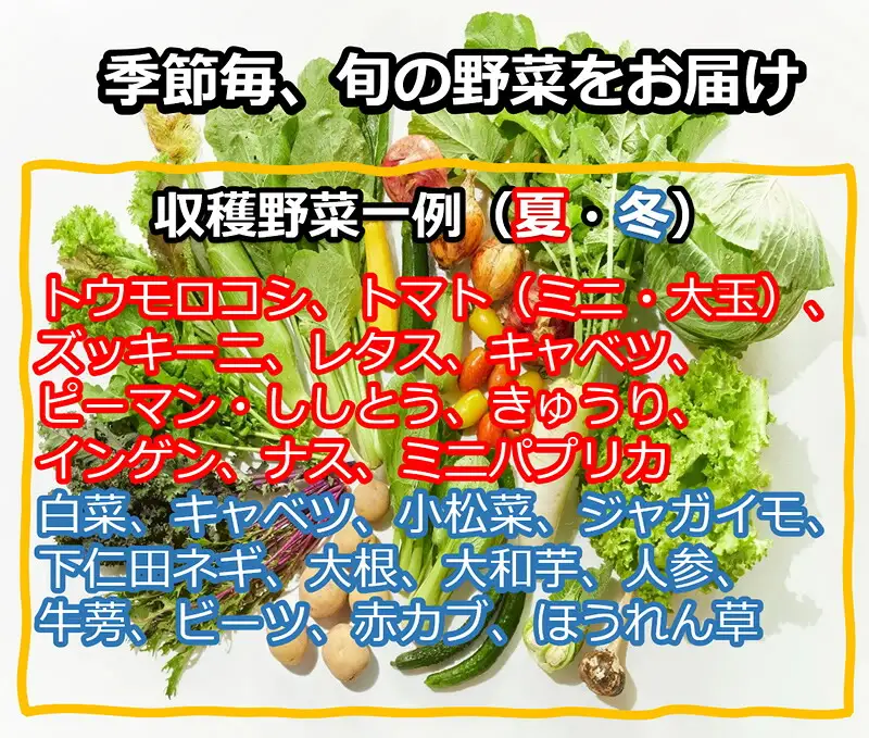【2027年夏出荷開始・6回定期便】産地直送！旬の高原野菜セット(北海道・沖縄県・離島は配送不可) 長野 信州 無農薬 季節 新鮮 詰合せ 直送 先行予約〈2027年6月17日出荷開始～2027年12月28日出荷終了〉