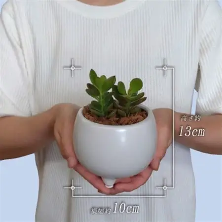 観葉植物 金のなる木 多肉植物 ミニ 陶器 鉢植え【1541051】