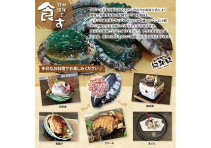 やわコリ食感紀州活アワビ 【8個入】｜ 海産物 海鮮 魚介類 鮑 おかず あわび 高級食材 養殖 国産 産地直送 鮮貝 美浜町