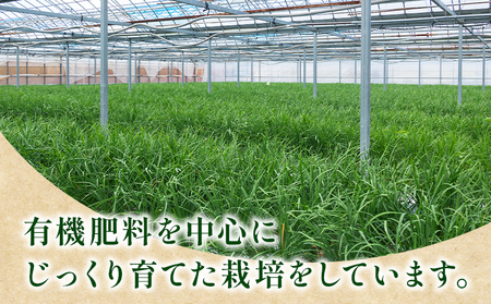 【生産量日本一】高知県香南市産 ニラ 1kg（100g×10束）【にら 韮 生 野菜 やさい ニラ 香味野菜 特産品 ニラ 産地直送 ニラ】 kk-0001