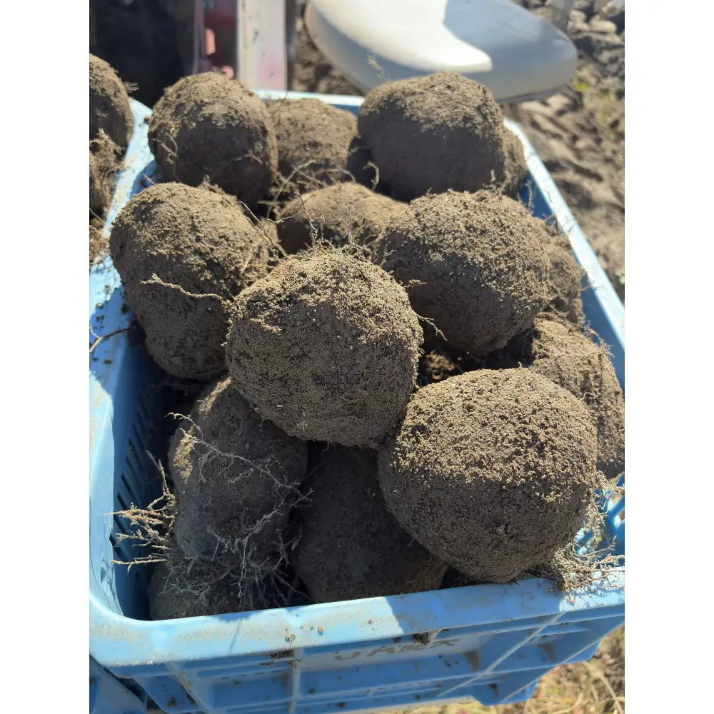 【先行予約】能美市特産品加賀丸いも 3kg