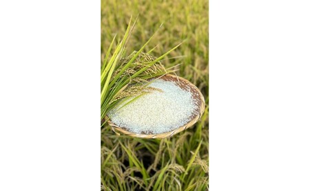 ひのひかり 米 令和6年産 筑後小郡産 農家直送 ひのひかり【5kg】【定期便6ヶ月6回】