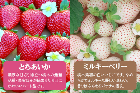 日光紅白物語「とちあいか＆ミルキーベリー」【2027年1月より順次発送】 [0962]