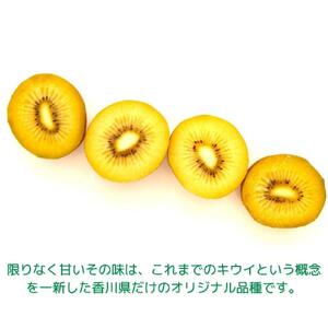 ＜先行受付　2026年発送＞さぬきゴールド　キウイフルーツ　約1.2kg（化粧箱）
