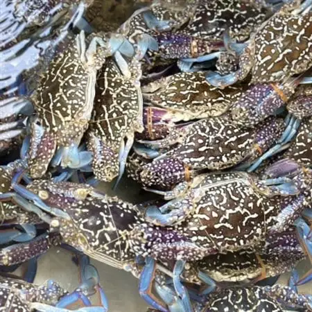 【浜名湖産】渡り蟹(ガザミ)の沖漬け　小サイズ2杯入り約200g×2パック_魚介・海産物  カニ かに 蟹  魚介・海産物   _【配送不可地域：離島】【1549987】