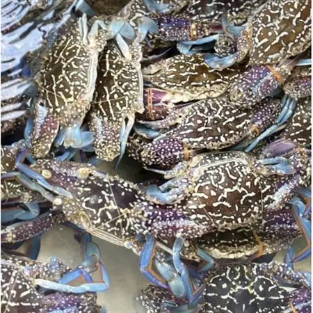 【浜名湖産】渡り蟹(ガザミ)の沖漬け　小サイズ2杯入り約200g×4パック_魚介・海産物  カニ かに 蟹  魚介・海産物   _【配送不可地域：離島】【1549990】