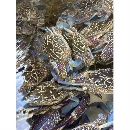 【浜名湖産】渡り蟹(ガザミ)の沖漬け　1杯約250g×4パック_魚介・海産物     魚介・海産物  カニ かに 蟹_【配送不可地域：離島】【1550020】