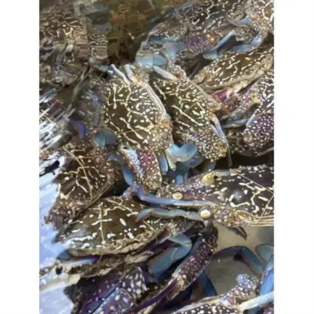 【浜名湖産】渡り蟹(ガザミ)の沖漬け　1杯約250g×10パック_魚介・海産物  カニ かに 蟹_【配送不可地域：離島】【1550022】