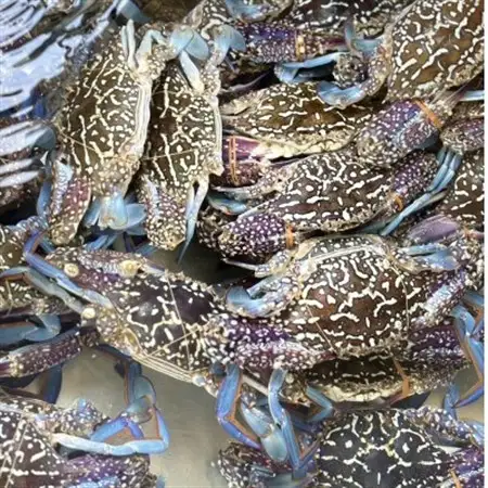 【浜名湖産】渡り蟹(ガザミ)の沖漬け　1杯約250g×2パック_魚介・海産物  カニ かに 蟹  魚介・海産物   _【配送不可地域：離島】【1550024】