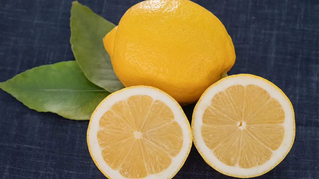 【 先行予約 】 贈り物に 甘く香る レモンドキャンドル3個 ＆ 生果レモン約1kg ギフトセット 1月～2月末発送予定