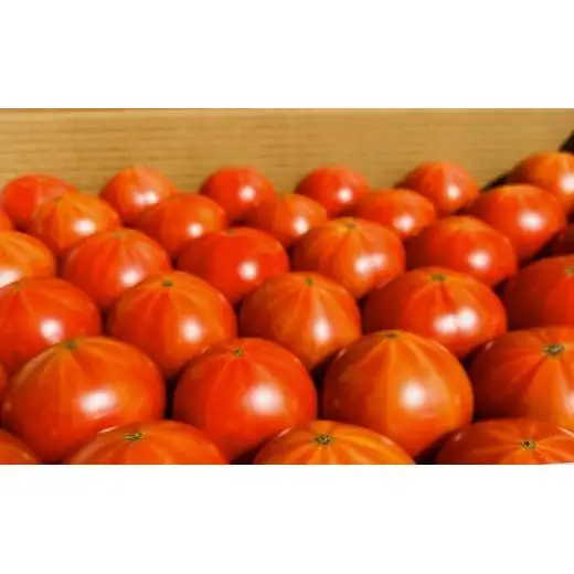【先行予約】 【甘みがジュワ～っ！】瀬戸内のフルーツトマト 2kg 糖度8度以上 【 2027年4月中旬発送開始 】 大崎上島 越田農園