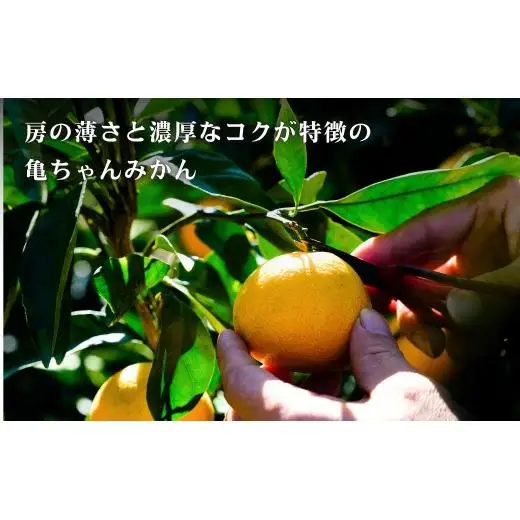 温州みかん 皮が薄い 甘み凝縮 約5kg 約50～60個 [先行予約 2026年11月中旬～発送] 瀬戸内 亀ちゃんみかん S～M玉 広島県 大崎上島町 国産 濃厚 果物 フルーツ ギフト 家庭用 送料無料 産地直送 亀田農園