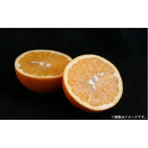 【ふるなびWEEK対象】 瀬戸内 紅八朔 約5kg（15個程度） 【2027年2月以降発送】