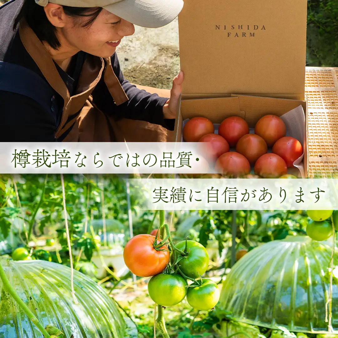 冬春トマト 完熟収穫 約2kg( 10～15個 )  西田農園 【2026年12月～5月発送】