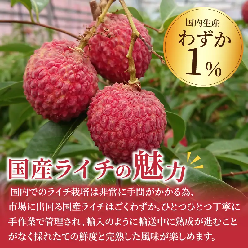 【先行予約】希少 綾生ライチ お裾分けセット （６パック） / 宮崎県産 ライチ 国産【JA綾町】_A0114-1051