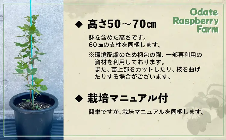 ラズベリー苗　150P7803【おおだてラズベリーファーム】