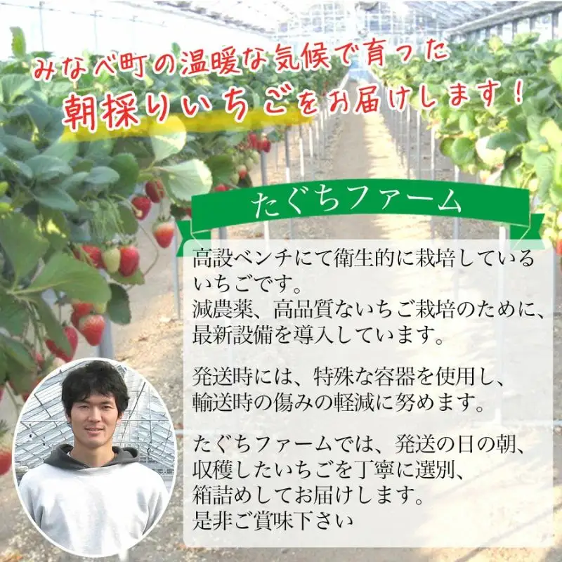 ［先行予約］いちご（まりひめ）ゆりかーご包装  ［2027年1月上旬から3月中旬にお届け］tagfam003A【tagfam003A】