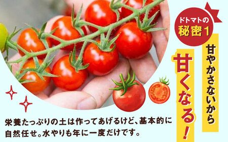 【2026年11月下旬発送】ドトマト1号 1kg / ミニトマト 甘い 野菜 サラダ / 佐賀県 [41AAAC002]