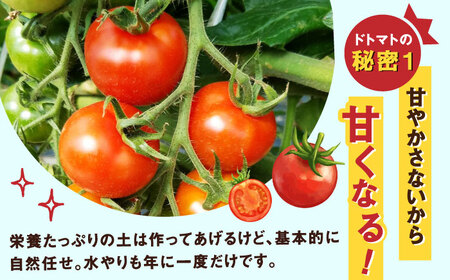 【2027年1月中旬発送】ドトマト2号 1箱 / 佐賀県 / 永尾産ち [41AAAC003]