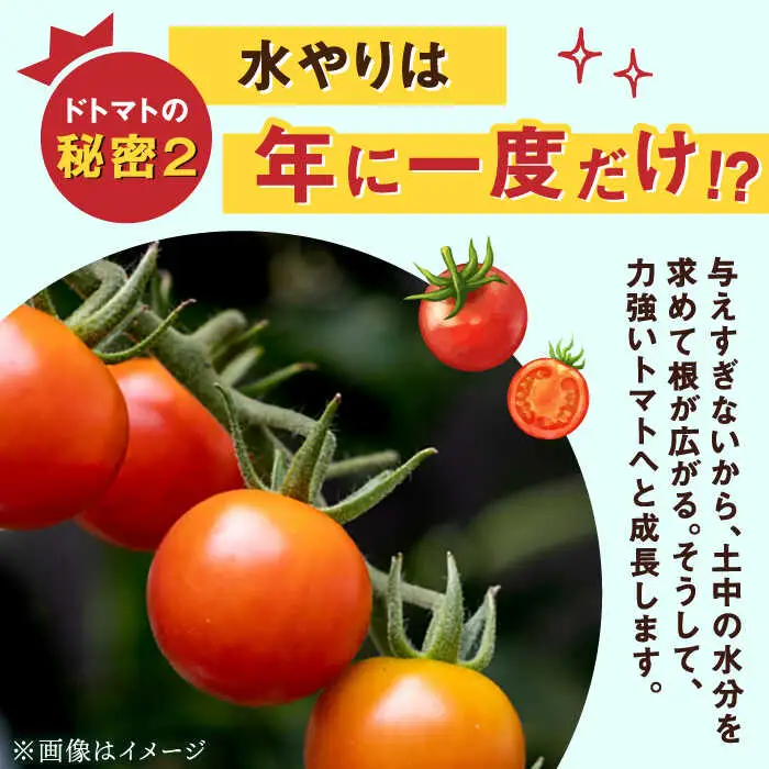 【2027年2月上旬発送】極ドトマト 1kg / 佐賀県 / 永尾産ち [41AAAC005]